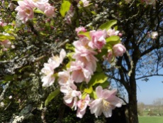 Apple blossom is everywhere - should I be looking forward to autumn?