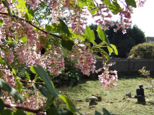 Never-ending blackcurrant blossom